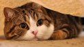 internautas inundaron twitter con fotos de gatos tras atentado en barcelona internautas inundaron twitter con fotos de gatos tras atentado en barcelona