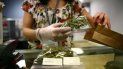 La medida de venta de marihuana llevada adelante por el Estado uruguayo va a contrapelo de las medidas prohibicionistas implementadas por otros países de Latinoamérica. La medida de venta de marihuana llevada adelante por el Estado uruguayo va a contrapelo de las medidas prohibicionistas implementadas por otros países de Latinoamérica.