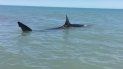 se encuentra con un tiburon blanco de casi 5 metros a la orilla de una playa se encuentra con un tiburon blanco de casi 5 metros a la orilla de una playa