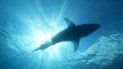 El verano atrae a los bañistas, pero también a los tiburones que en busca de aguas cálidas llegan a las playas de la Florida. El verano atrae a los bañistas, pero también a los tiburones que en busca de aguas cálidas llegan a las playas de la Florida.