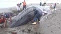 ballena de 15 metros muere tras encallar en playa colombiana ballena de 15 metros muere tras encallar en playa colombiana