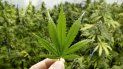 Las personas que consumen cannabis, también conocida como cáñamo o marihuana, podrían tener una menor susceptibilidad a la diabetes. Las personas que consumen cannabis, también conocida como cáñamo o marihuana, podrían tener una menor susceptibilidad a la diabetes.