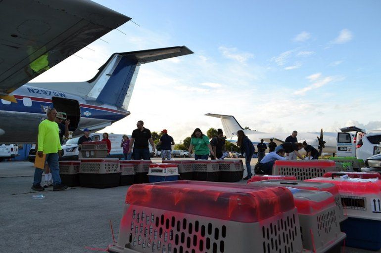 <p>Los aviones que llevan insumos para Puerto Rico regresan cargados de animales. </p><p></p>