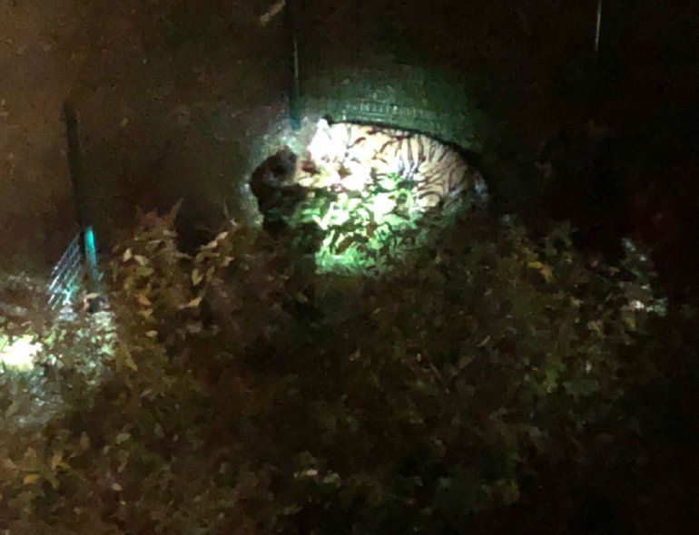 El tigre se intent&oacute; esconder pero fue localizado. 