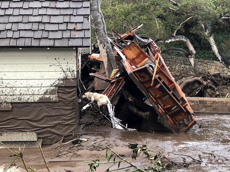 Reilly (c), uno de los perros del equipo de Bomberos de Santa Bárbara busca víctimas en una casa destruida por el lodo durante las intensas lluvias en Montecito, California. 