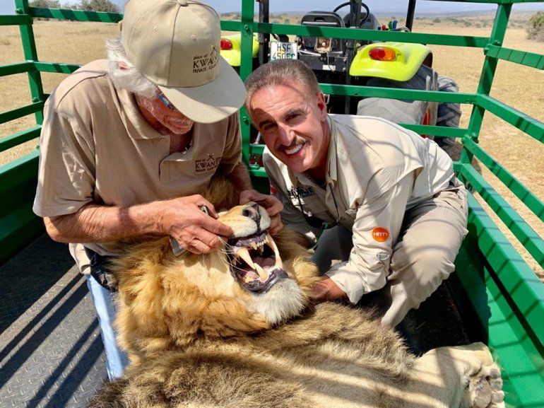 Ron Magill junto a un león en Sudáfrica.