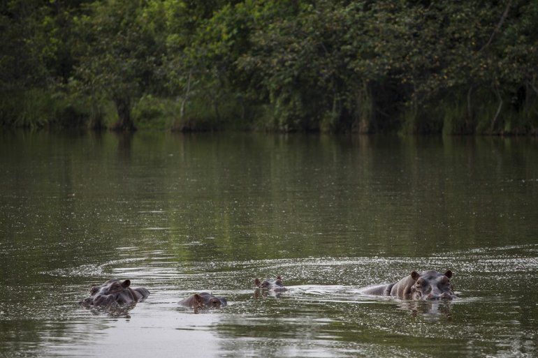 Tres hipopótamos refrescándose en un lago del Parque Temático Hacienda Nápoles de Puerto Triunfo, Colombia, el 12 de febrero del 2020.