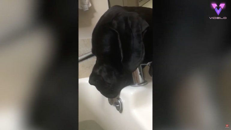 No se puede hablar de ba&ntilde;o relajante cuando este descarado Gran Dan&eacute;s est&aacute; cerca.