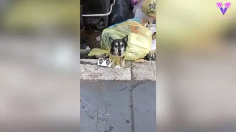Seg&uacute;n la portavoz de Animalisti Italiani, Emanuela Bignami, a Spillo lo hab&iacute;an metido en una bolsa de residuos org&aacute;nicos y tirado a un contenedor.