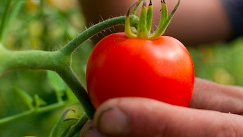 Cómo utilizar semillas de tomate para el cultivo propio