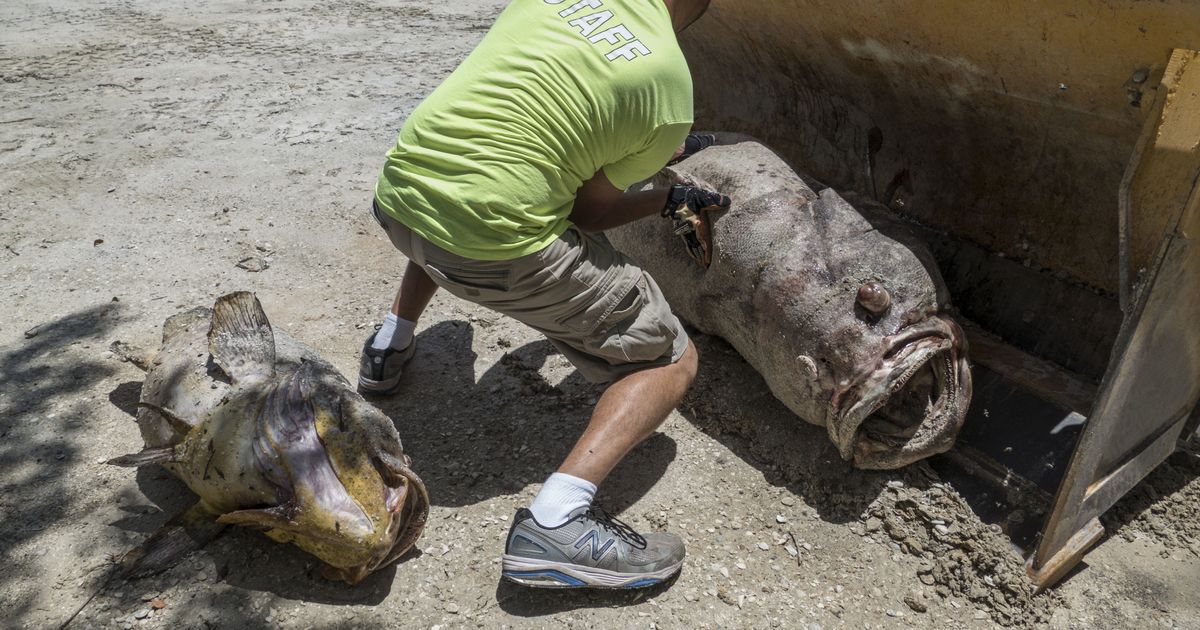 Agilizan La Recogida De Miles De Peces Muertos Por Marea Roja En Florida