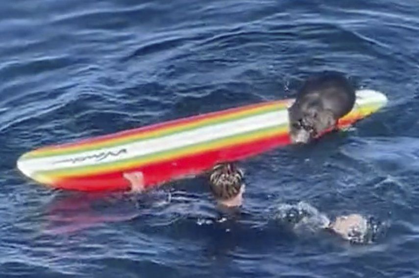 Nutria Traviesa Que Roba Tablas De Surf Se Vuelve Viral