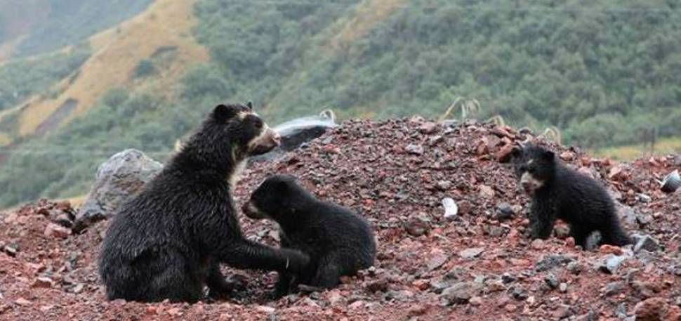 Piden no acercarse a osos que pasean por volcán de la capital ...