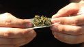 La marihuana medicinal es una industria multimillonaria que tiene grandes probabilidades de expansión en la Florida. La marihuana medicinal es una industria multimillonaria que tiene grandes probabilidades de expansión en la Florida.