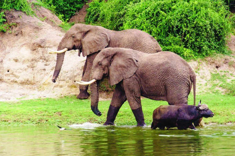 Uganda, un safari por parque nacional de la Reina Isabel Turismo