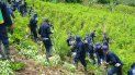 Autoridades de Colombia detectan y destruyen hectáreas sembradas con coca en lo que corre del 2018. Autoridades de Colombia detectan y destruyen hectáreas sembradas con coca en lo que corre del 2018.