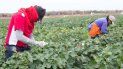 Varias compañías de biotecnología agrícola han llevado su ayuda al sur de Puerto Rico, con elevados beneficios a la economía de la isla. Varias compañías de biotecnología agrícola han llevado su ayuda al sur de Puerto Rico, con elevados beneficios a la economía de la isla.