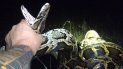 Brian Hargrove atrapó la serpiente pitón número 1.000 en la madrugada del sábado último, según confirmó en su cuenta de Twitter el South Florida Water Management District. Brian Hargrove atrapó la serpiente pitón número 1.000 en la madrugada del sábado último, según confirmó en su cuenta de Twitter el South Florida Water Management District.
