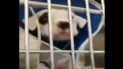 Los cuatro cachorros están luchando por sus vidas. Los cuatro cachorros están luchando por sus vidas.