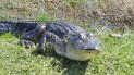 Si encuentras un caimán fuera de su área natural puedes reportarlo a la línea de atención 1-866-FWC-GATOR (392-4286). Si encuentras un caimán fuera de su área natural puedes reportarlo a la línea de atención 1-866-FWC-GATOR (392-4286).