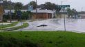 Las lluvias y los huracanes suelen estimular la salida de los caimanes a las calles de Florida. Las lluvias y los huracanes suelen estimular la salida de los caimanes a las calles de Florida.