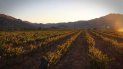 El consumo per cápita de vino en México es de 750 mililitros y en los últimos años ha crecido entre un 8 % y 12 % anual El consumo per cápita de vino en México es de 750 mililitros y en los últimos años ha crecido entre un 8 % y 12 % anual