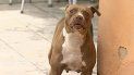 Pitbull que mordió a la niña fue puesto bajo custodia de los servicios de protección y cuidado de animales. Pitbull que mordió a la niña fue puesto bajo custodia de los servicios de protección y cuidado de animales.
