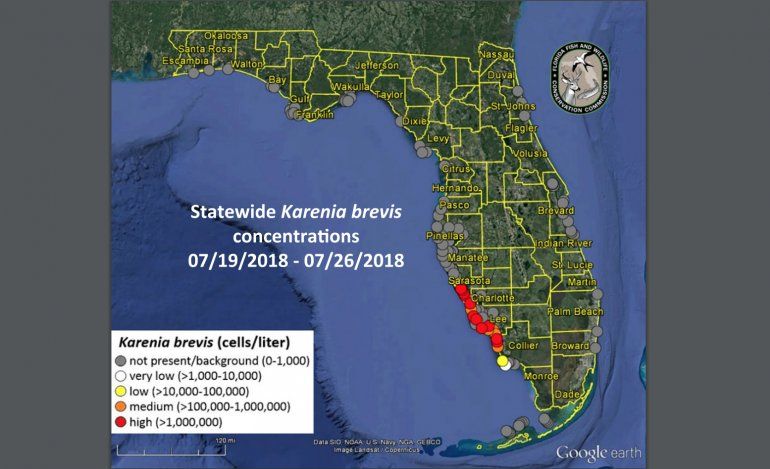 Niveles de concentración de algas Karenia brevis en Florida.