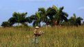 Un campesino cubano cosecha fríjoles en una parcela en la occidental provincia de Pinar del Río. Un campesino cubano cosecha fríjoles en una parcela en la occidental provincia de Pinar del Río.