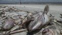 Varios peces muertos en la orilla de la playa Gulfside City Park, en Sanibel, costa oeste de la Florida. Las autoridades ambientales decretaron medidas extraordinarias en siete condados del suroeste del estado para acelerar la recogida de miles de peces muertos a causa de la marea roja. Varios peces muertos en la orilla de la playa Gulfside City Park, en Sanibel, costa oeste de la Florida. Las autoridades ambientales decretaron medidas extraordinarias en siete condados del suroeste del estado para acelerar la recogida de miles de peces muertos a causa de la marea roja.