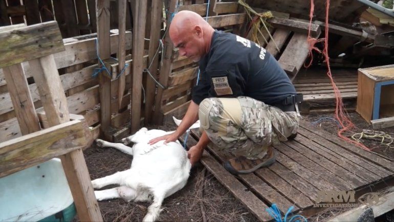 Richard Couto, director de Animal Recovery Mission, evalúa las condiciones en que se encontraban los animales en la granja. 
