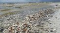 Cientos de peces muertos como consecuencia de las afectaciones de la marea roja en la playa Gulfside City Park, en Sanibel, en la costa oeste de la Florida. Cientos de peces muertos como consecuencia de las afectaciones de la marea roja en la playa Gulfside City Park, en Sanibel, en la costa oeste de la Florida.