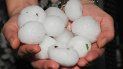 Las tormentas de granizo generan más de 100 millones de dólares en pérdidas anuales. Las tormentas de granizo generan más de 100 millones de dólares en pérdidas anuales.