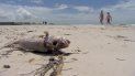 Miles de peces, centenares de tortugas, anguilas y manatíes han muerto en las playas de los condados Collier, Lee, Charlotte, Sarasota, Manatee, Hillsborough y Pinellas, donde se encuentran algunos de los balnearios más populares de la Florida. Miles de peces, centenares de tortugas, anguilas y manatíes han muerto en las playas de los condados Collier, Lee, Charlotte, Sarasota, Manatee, Hillsborough y Pinellas, donde se encuentran algunos de los balnearios más populares de la Florida.