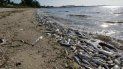 La marea roja entraña riesgos para las personas, ocasionando irritación respiratoria por efecto de las toxinas que liberan estos microorganismos. La marea roja entraña riesgos para las personas, ocasionando irritación respiratoria por efecto de las toxinas que liberan estos microorganismos.