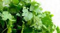 Una pequeña hierba que puede estar en todos tus platos, de la que puedes consumir las hojas, el tallo, las semillas y el aceite. ¡Todo es bueno en el cilantro! Una pequeña hierba que puede estar en todos tus platos, de la que puedes consumir las hojas, el tallo, las semillas y el aceite. ¡Todo es bueno en el cilantro!