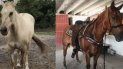 Los animales están valorados cada uno en 15 mil dólares. Los animales están valorados cada uno en 15 mil dólares.