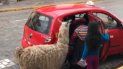 ingresan una llama a un taxi en peru ingresan una llama a un taxi en peru
