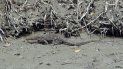 El Varanus salvator pesaba 68 kilos. El Varanus salvator pesaba 68 kilos.