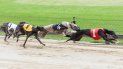 Una carrera de perros en el centro Ft. Myers Greyhound Track. Una carrera de perros en el centro Ft. Myers Greyhound Track.