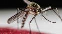 El dengue es una enfermedad vírica que es transmitida por el mosquito Aedes aegypti. El dengue es una enfermedad vírica que es transmitida por el mosquito Aedes aegypti.