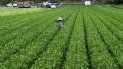 Congreso de EEUU aprueba 867.000 millones de dólares para ayudar a la industria agrícola del país. Congreso de EEUU aprueba 867.000 millones de dólares para ayudar a la industria agrícola del país.