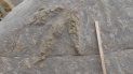 Más de 85 huellas de dinosaurios bien conservadas, hechas por al menos siete especies diferentes, han sido localizadas por investigadores de Cambridge en la costa sur inglesa. Más de 85 huellas de dinosaurios bien conservadas, hechas por al menos siete especies diferentes, han sido localizadas por investigadores de Cambridge en la costa sur inglesa.