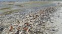 Miles de peces aparecieron muertos en la playa Gulfside City Park, en Sanibel, en agosto 2018. Miles de peces aparecieron muertos en la playa Gulfside City Park, en Sanibel, en agosto 2018.