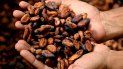 El cacao venezolano se ubica entre los mejores del mundo. El cacao venezolano se ubica entre los mejores del mundo.