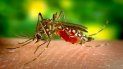 Los virus del Zika y el dengue están estrechamente relacionados. Los virus del Zika y el dengue están estrechamente relacionados.