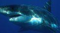 Los pescadores aseguran que las restricciones harán que la pesca de tiburones sea más peligrosa. Los pescadores aseguran que las restricciones harán que la pesca de tiburones sea más peligrosa.