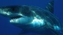 La decodificación del genoma completo del gran tiburón blanco, de mayor tamaño que el de los humanos, explica su éxito evolutivo. La decodificación del genoma completo del gran tiburón blanco, de mayor tamaño que el de los humanos, explica su éxito evolutivo.