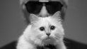 La gata es un bello ejemplar de sagrado de Birmania en color arena con más de 200.000 seguidores en Instagram. La gata es un bello ejemplar de sagrado de Birmania en color arena con más de 200.000 seguidores en Instagram.