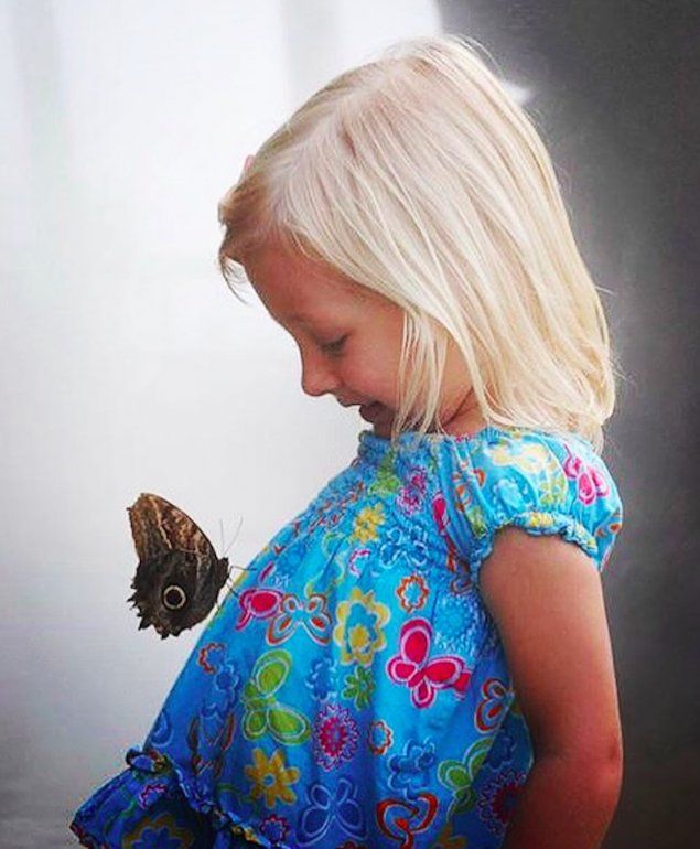 Conoce un mundo de mariposas.